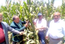 أسعار الذرة الصفراء ، أفضل موعد لزراعة الذرة الشامية