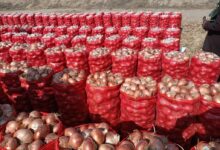 صادرات البصل ، وقف تصدير البصل