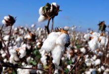 القطن المصري