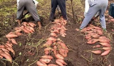 شركة جرين فروت تفتتح محطة فرز بطاطا حلوة وجزر على مساجة 4000 متر 2 شركة جرين فروت