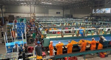 المجلس التصديري للحاصلات الزراعية