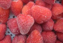 تصدير الفراولة