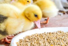 تقرير .. زيادة صادرات الأعلاف والدواجن المجمدة خلال مارس 2025