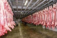 سلامة الغذاء، لحوم العجول المبردة