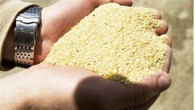 تقرير .. زيادة صادرات الأعلاف والدواجن المجمدة خلال مارس 2025 