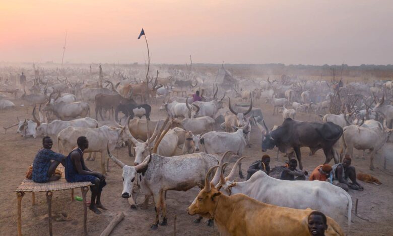 الشركة المصرية السودانية