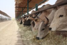 أسعار الأضاحي 2026