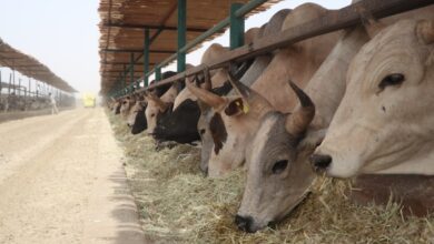 تعتزم ECARD استيراد 5 آلاف رأس ماشية من البرازيل أو إحدى الدول الإفريقية قبل نهاية العام