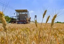 أسعار التوريد الجديدة للقمح