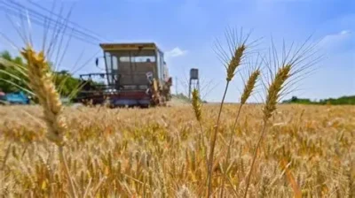 أسعار التوريد الجديدة للقمح