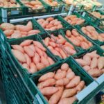 صادرات مصر الزراعية 