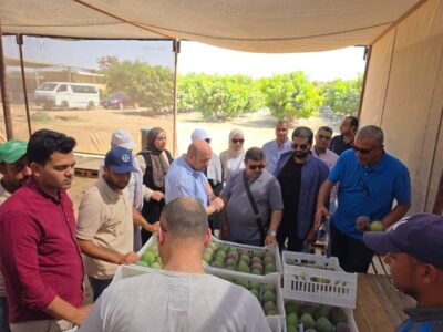المانجو المصرية تقترب من السوق الكويتي ..تفاصيل 2 523369543 1058237339826881 3044368700948324276 n 1024x768 1