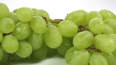 صادرات العنب الطومسون المصري تغزو الأسواق العالمية وخطط للتوسع