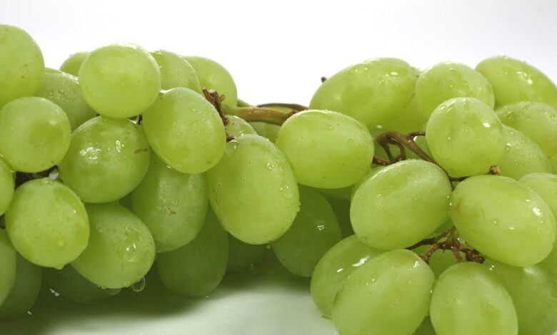 صادرات العنب الطومسون المصري تغزو الأسواق العالمية وخطط للتوسع