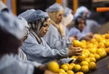 صادرات الحاصلات الزراعية، الصادرات المصرية