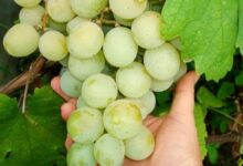 تصدير العنب، صادرات العنب الطومسون المصري تغزو الأسواق العالمية وخطط للتوسع