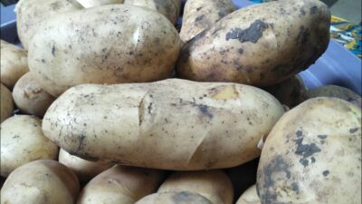 ارتفاع أسعار البطاطس فى أسواق الجملة والتجزئة لهذا السبب