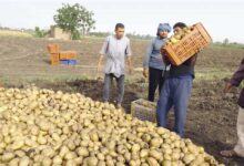 انخفاض صادرات البطاطس المصرية بنسبة 51.2% خلال أبريل بحسب جهاز الإحصاء 4 صادرات البطاطس المصرية