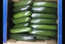 شراكة بين "الريف المصري" و"البحوث الزراعية" لإنتاج تقاوي خيار "حورس"