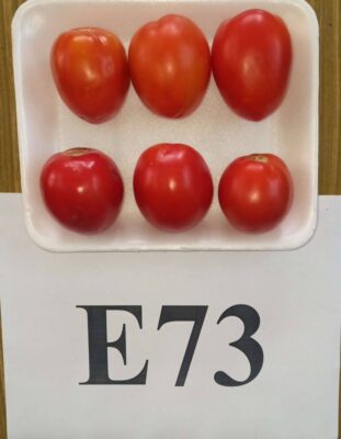 الطماطم الجديدة