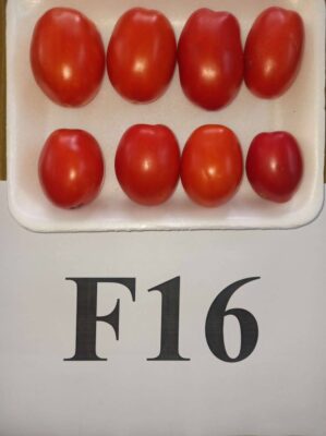 الطماطم الجديدة