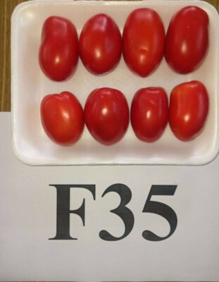 الطماطم الجديدة