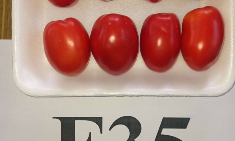 الطماطم الجديدة