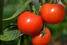 عواصف ، الطماطم ، الطماطم المغربية