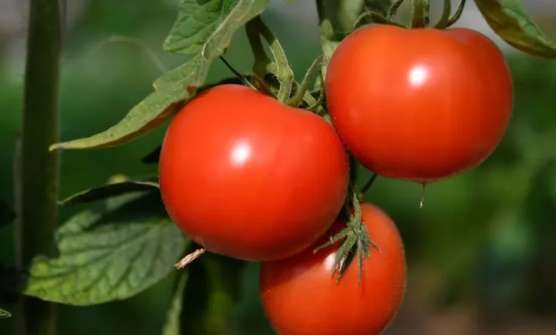 عواصف ، الطماطم