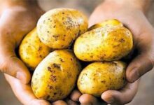 تقاوي البطاطس