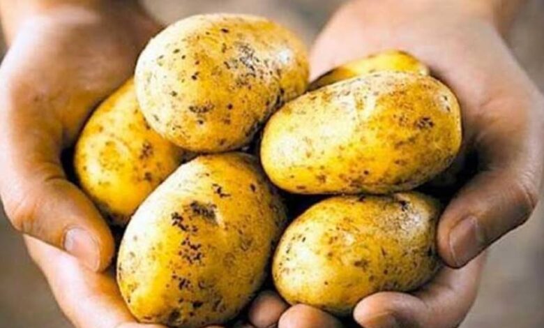 تقاوي البطاطس