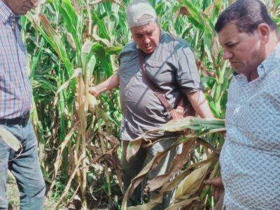 أمراض المحاصيل، موجة البرد