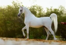 خيول مصرية ، تصدير الخيول المصرية