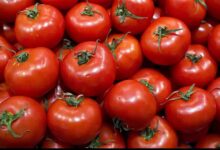 أسعار الطماطم