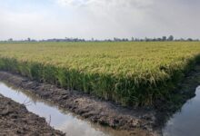 غرامات زراعة الأرز