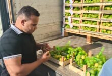 شروط تصدير الحاصلات الزراعية ، الصادرات الزراعية