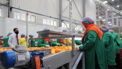 حاصلات زراعية تصدير صادرات زراعية