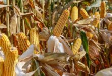 أسعار الذرة المحلية والمستوردة اليوم الخميس