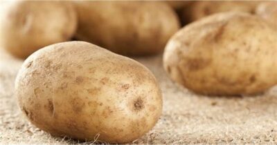 سوق العبور ..تباين فى أسعار البطاطس مع اقتراب الموسم الجديد