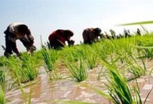 الأرز ، سعر طن الأرز ، تقاوي الأرز