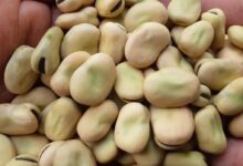 أسعار الفول البلدي اليوم