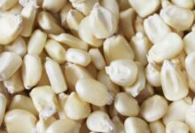 أسعار المحاصيل الحقلية والبقوليات والنباتات الطبية في مصر اليوم