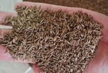 أسعار الكراوية