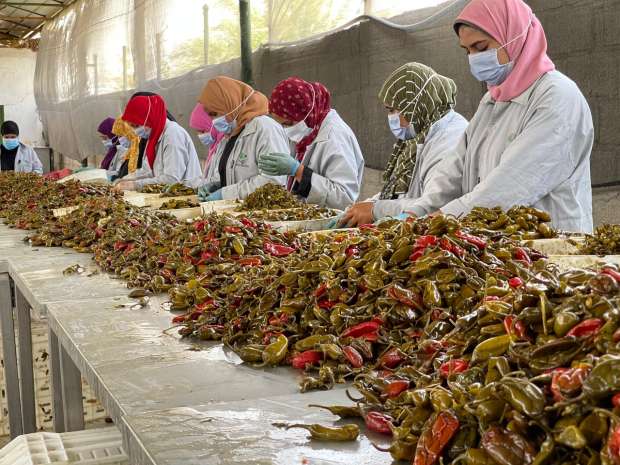 القرية المنتجة، أسعار المحاصيل اليوم فى سوق العبور