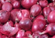 صادرات البصل ، فرص تصديرية