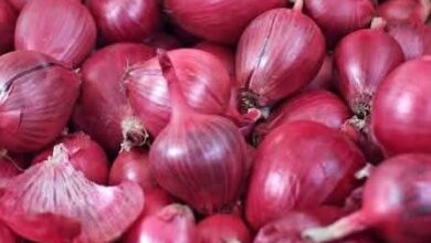 صادرات البصل ، فرص تصديرية