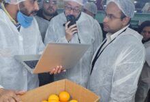 الموالح المصرية