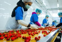 الفرولة، السوق الإماراتي . خريطة أكبر 15 سوقًا لـ الصادرات الغذائية المصرية في 2025