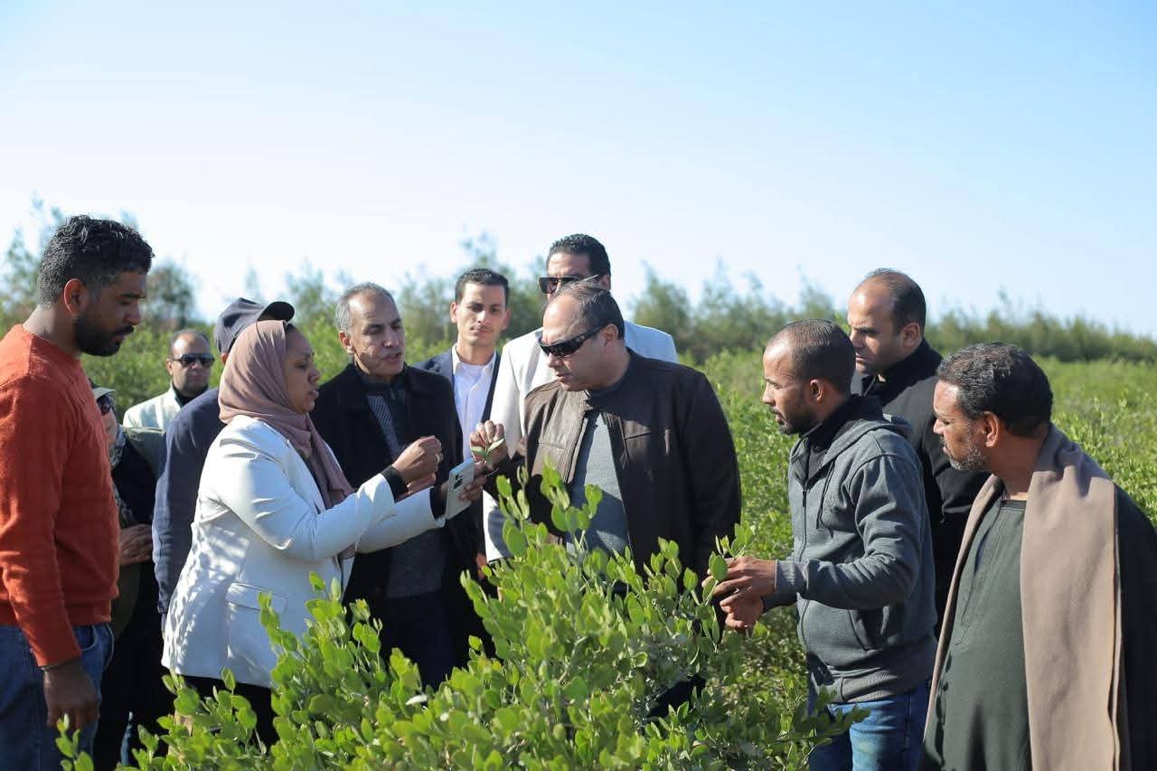 رئيس هيئة تنمية الصعيد يتفقد عملية حصاد محصول الجوجوبا في البحر الأحمر