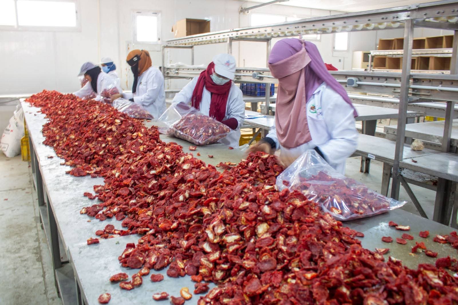 "الزراعة" تنظم ورشة عمل بالأقصر لدعم منتجي ومصدري الطماطم الطازجة والمجففة